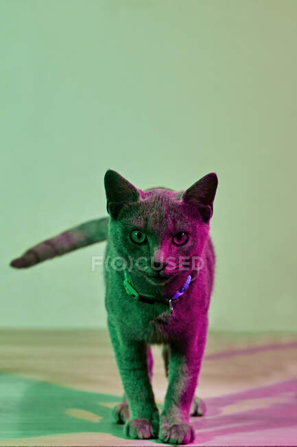 Porträt einer grauen Katze, beleuchtet von grünen und lila Lichtern — Stockfoto