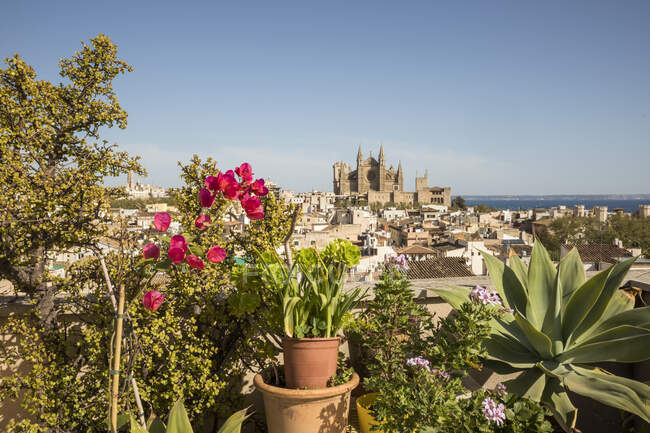 Espanha, Ilhas Baleares, Palma de Maiorca, Plantas envasadas crescendo ao ar livre no verão com Catedral de Santa Maria de Palma no fundo — Fotografia de Stock
