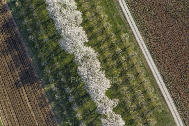 Drohnenblick auf Kirschgarten, der sich im Frühjahr zwischen zwei gepflügten Feldern erstreckt — Stockfoto