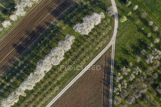 Vista drone de pomar de cereja, campos arados e estrada de terra rural na primavera — Fotografia de Stock