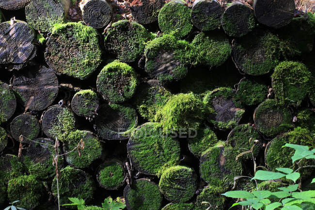 Pila di tronchi con muschio nella Foresta Nera, Germania — Foto stock
