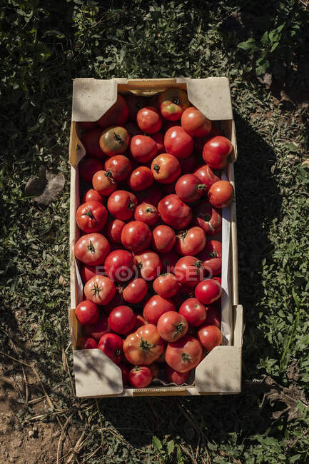 Caixa de tomates vermelhos recém-colhidos — Fotografia de Stock