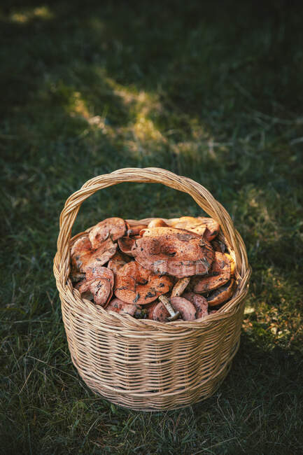 Funghi appena raccolti in cesto su erba — Foto stock