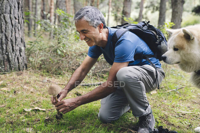 Sorridente maschio raccolta turistica fungo da Akita cane nella foresta — Foto stock