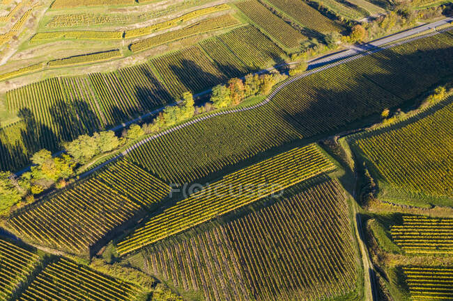 Vue aérienne des vignobles d'automne — Photo de stock