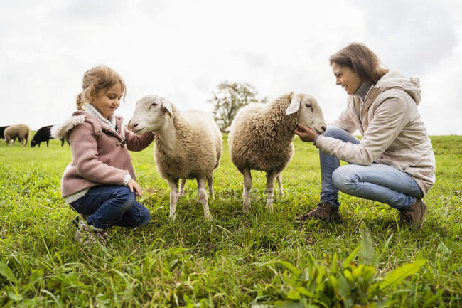 Femme et fille souriantes caressant des moutons sur l'herbe verte à la ferme — Photo de stock