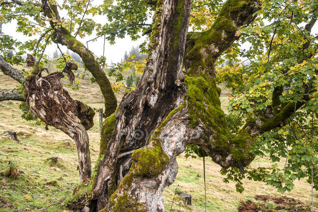 Vecchio albero muschiato in autunno — Foto stock