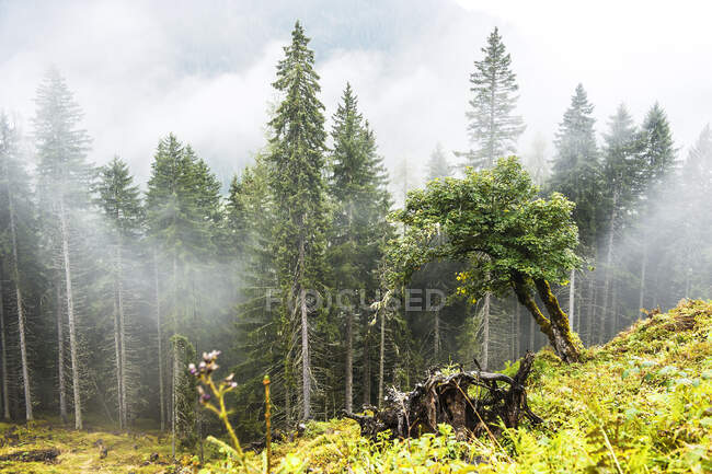 Autunno nebbia galleggiante sopra la foresta in Ennstal — Foto stock