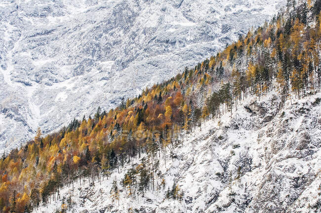 Autumn colored grove in snow-covered Koppenpass valley — Stock Photo