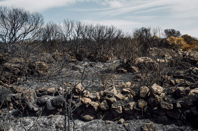 Árboles quemados después del incendio forestal - foto de stock