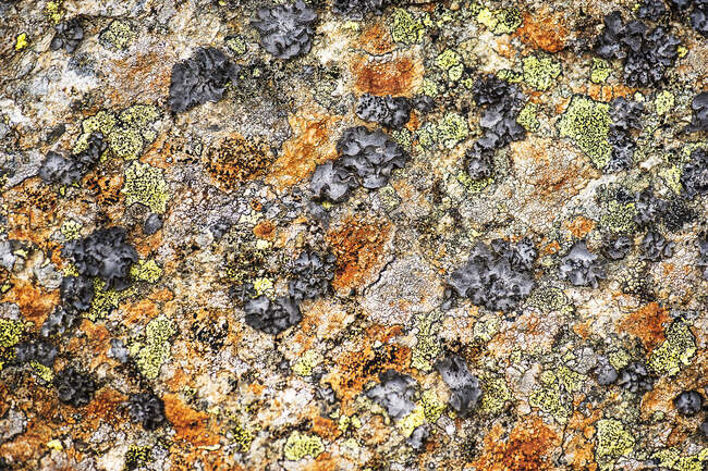 Struttura completa di lichene che copre la superficie rocciosa — Foto stock