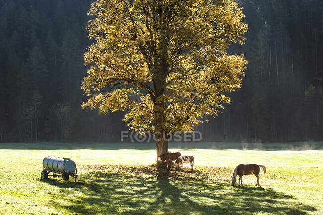 Due mucche e cavallo al pascolo sotto l'albero autunnale solitario all'alba — Foto stock