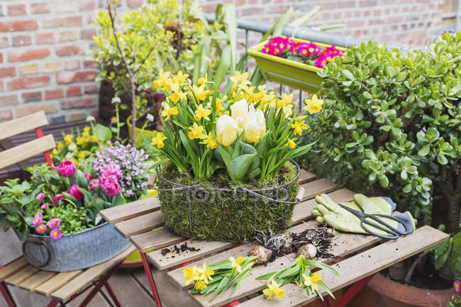Amarelo florescendo narcisos e tulipas cultivadas em cesta musgosa em pé sobre mesa varanda cercada por outras plantas — Fotografia de Stock