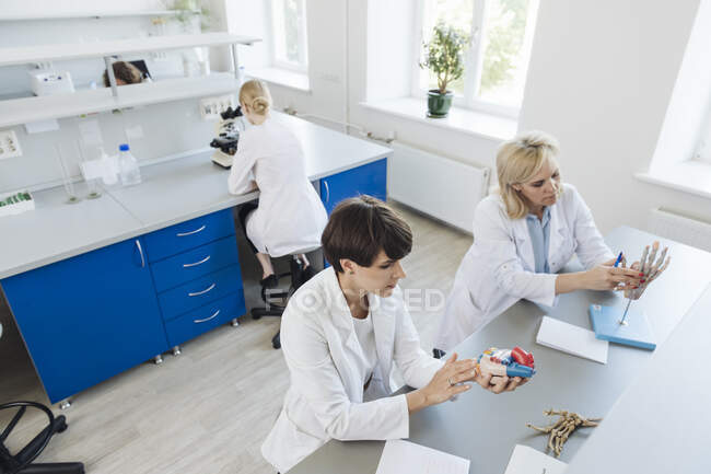 Científicos que investigan el modelo anatómico en laboratorio — Veinte  años, espacio de copia - Stock Photo | #528416640