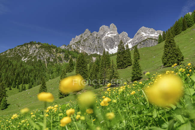 Gelbe Blumen auf dem Berg bei Salzburg, Österreich — Stockfoto