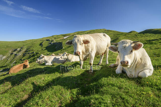 Коровы на траве в Каринтии, Австрия — стоковое фото