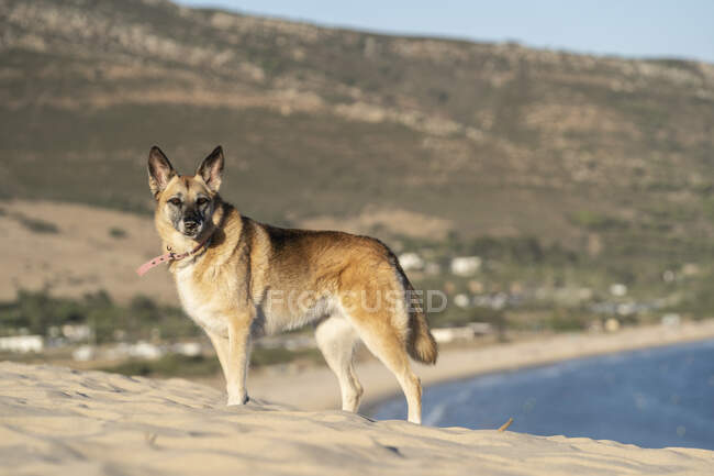 Cane su dune di sabbia in spiaggia, Tarifa, Spagna — Foto stock