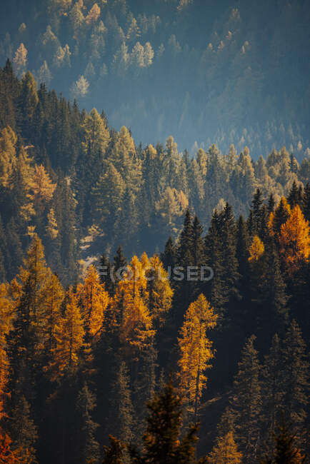 Обширные осенние леса в Лахтале — стоковое фото