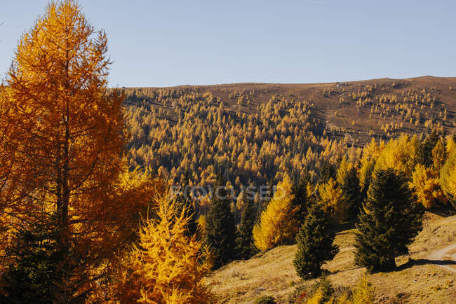 Forêt colorée d'automne à Lachtal — Photo de stock