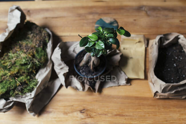 Bonsai plant and moss arranged on table — Stock Photo