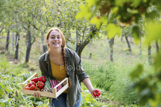 Щаслива жінка-фермерка з ящиком тримає помідор в саду — стокове фото