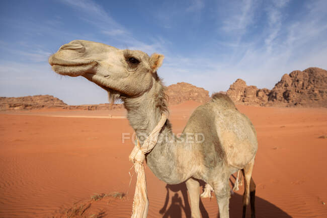 Верблюд у Йорданській пустелі — стокове фото