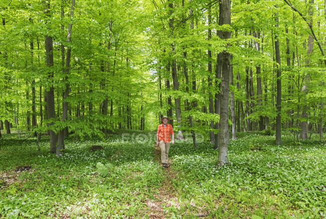 Senior spaziert inmitten grüner Pflanzen im Buchenwald — Stockfoto