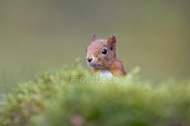 Cabeça de esquilo vermelho eurasiano (Sciurus vulgaris) espreitando por trás do musgo — Fotografia de Stock