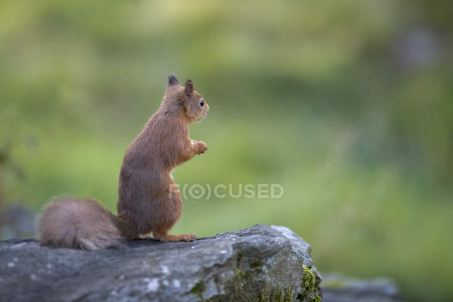 Esquilo vermelho eurasiano (Sciurusvulgaris) em pé sobre a superfície rochosa — Fotografia de Stock