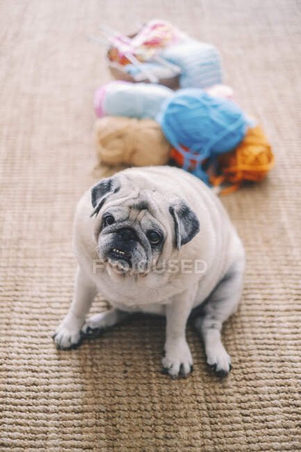 Dog sitting at home on background, close up — Stock Photo