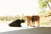 Bull couché sur la route rurale — Photo de stock