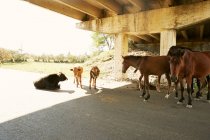 Mucche e cavalli su strada — Foto stock
