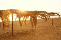 Palm trees on seashore — Stock Photo