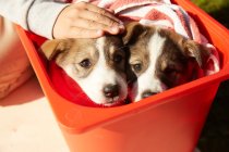 Два щенка сидят в коробке — стоковое фото