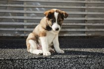 Cucciolo con seduto sulla strada — Foto stock