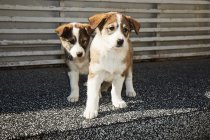 Little puppies sitting on street — Stock Photo