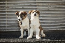 Маленькие щенки сидят на улице — стоковое фото