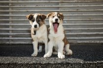 Piccoli cuccioli seduti sulla strada — Foto stock