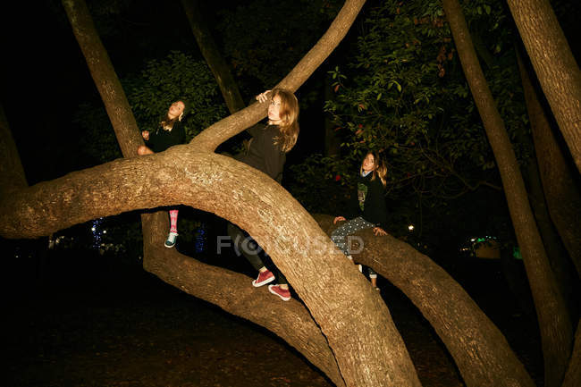 Las mujeres se divierten en grandes ramas de árboles - foto de stock