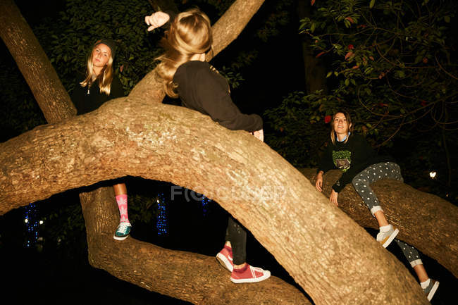 Жінки розважаються на гілках великих дерев — стокове фото