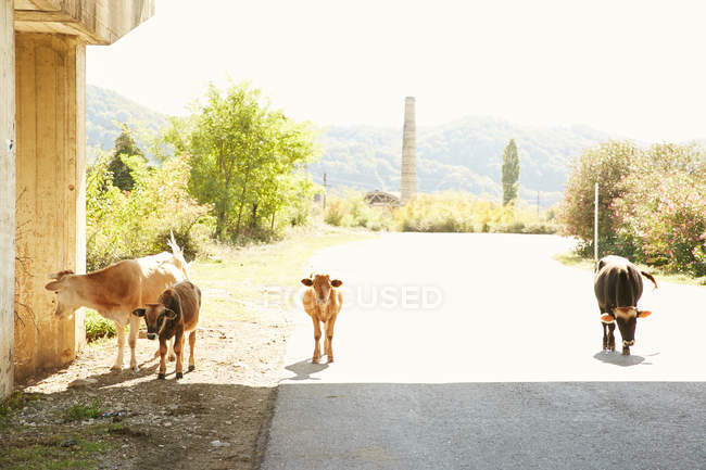 Vacas caminando por carretera - foto de stock