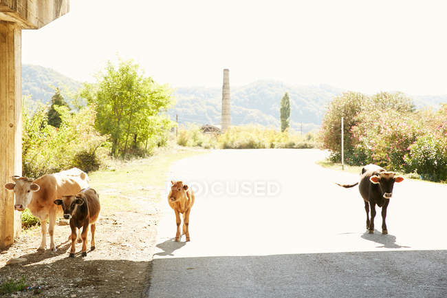 Vacas caminhando na estrada — Fotografia de Stock