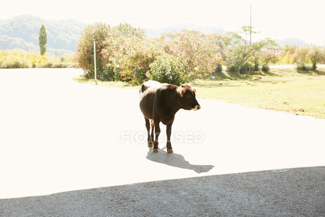Bull walking on road — Stock Photo