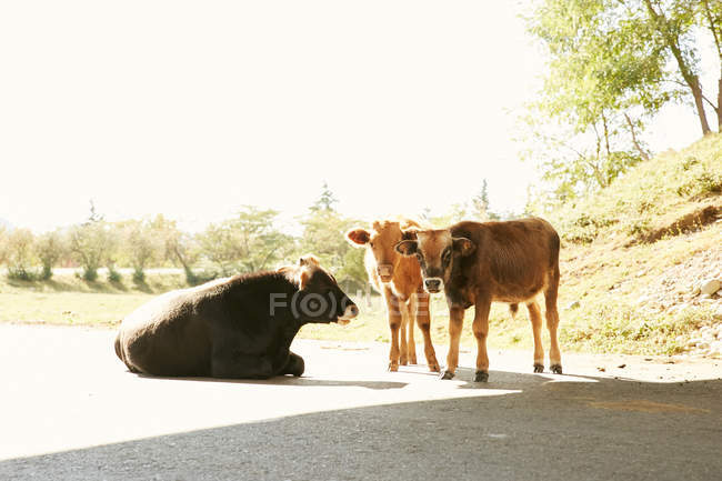 Toro sdraiato sulla strada di campagna — Foto stock