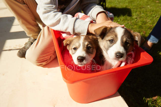 Two puppies sitting in box — Stock Photo
