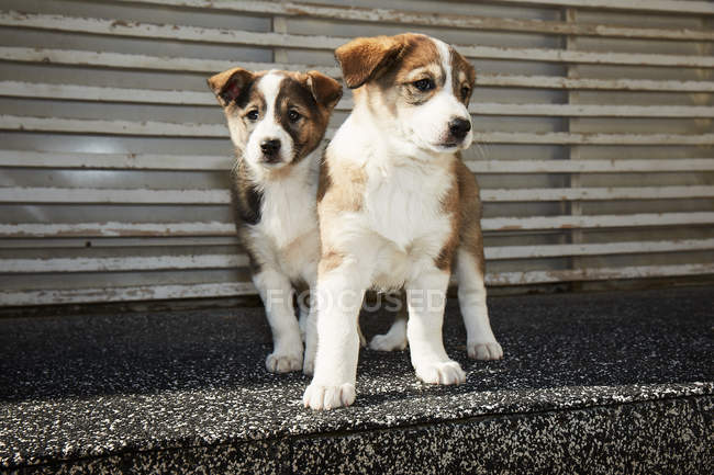 Маленькие щенки сидят на улице — стоковое фото