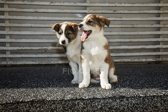 Little puppies sitting on street — Stock Photo
