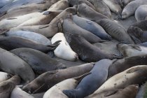 Тюлені, що відпочивають на пляжі — стокове фото