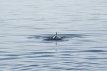 Barbatana dorsal do golfinho aparecendo acima da água — Fotografia de Stock