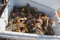 Пойманные омары в контейнере — стоковое фото
